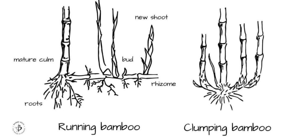 Considering Clumping Bamboo Removal?