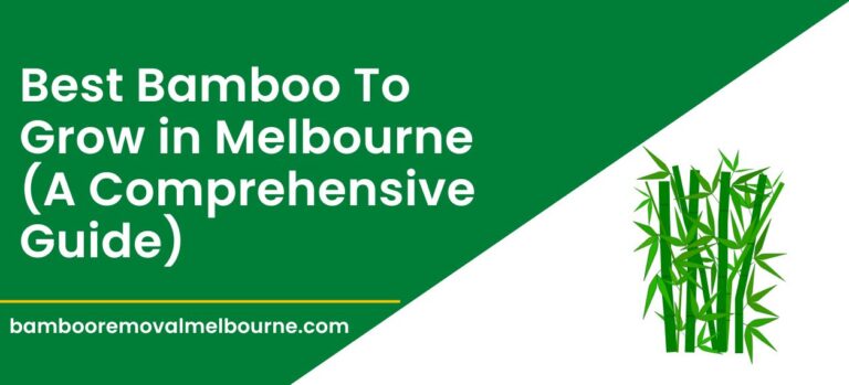 Best Bamboo Plants to Grow in Melbourne: [The Only Guide]