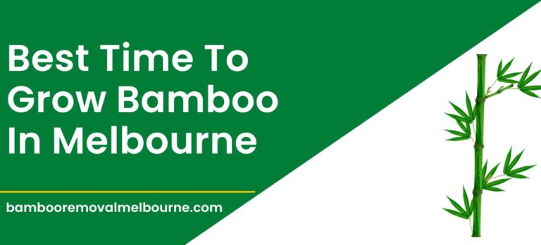 Best Time to Plant Bamboo in Melbourne [Full Guide]