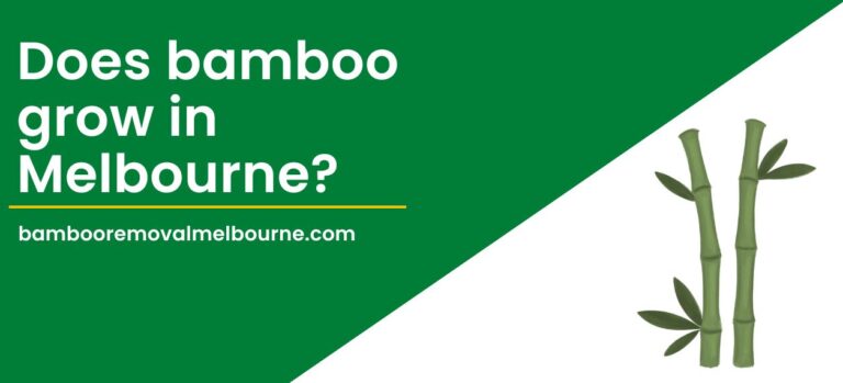 Does Bamboo Grow In Melbourne? [Things You Should Know]