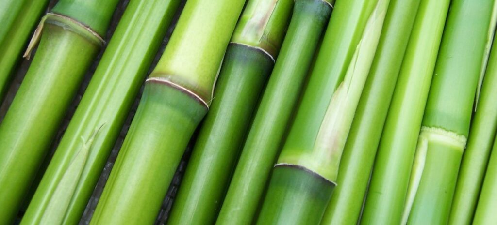Best Bamboo Plants to Grow in Melbourne