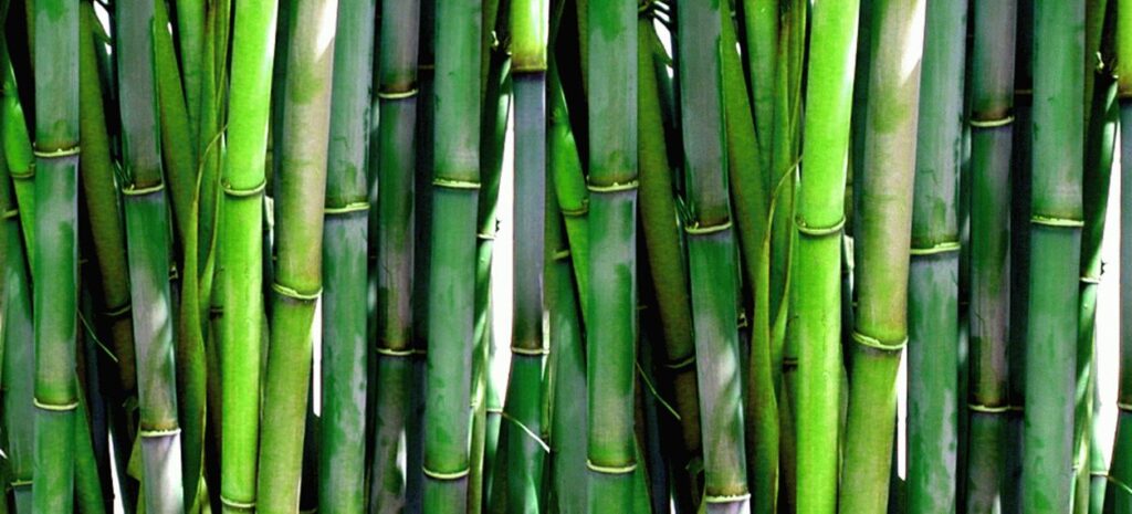 types of bamboo