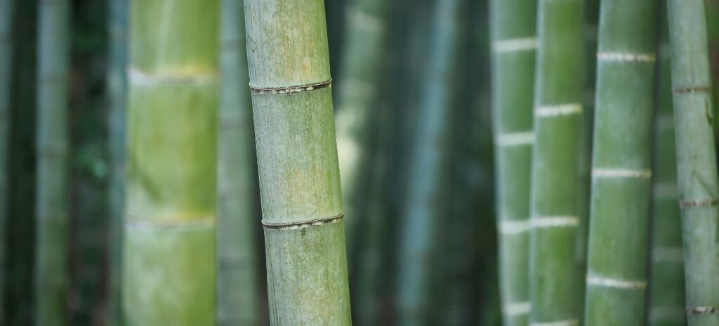 best time to grow bamboo in Melbourne