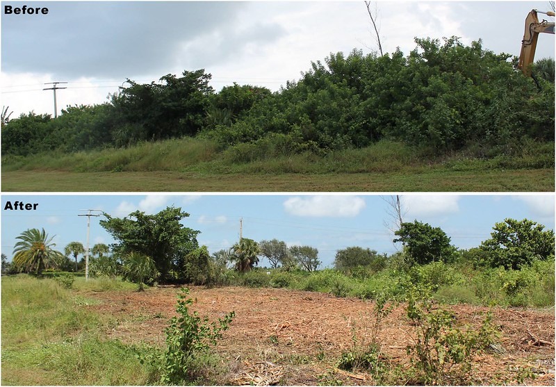 Tree Removal Before And After