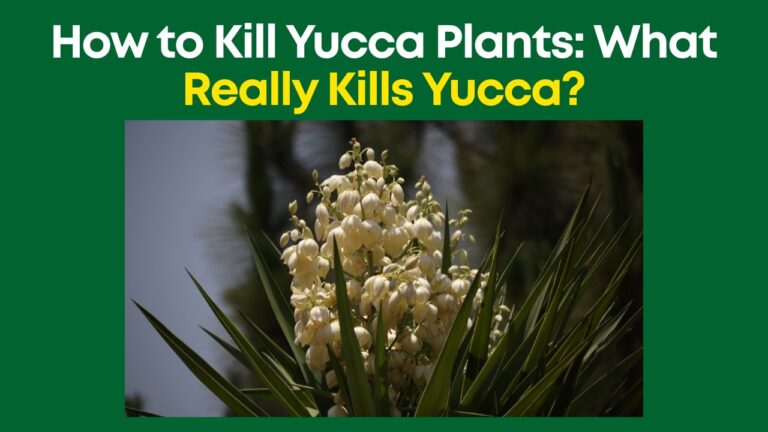 How to Kill Yucca Plants