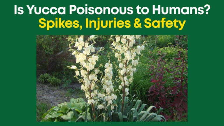 Is Yucca Poisonous to Humans?